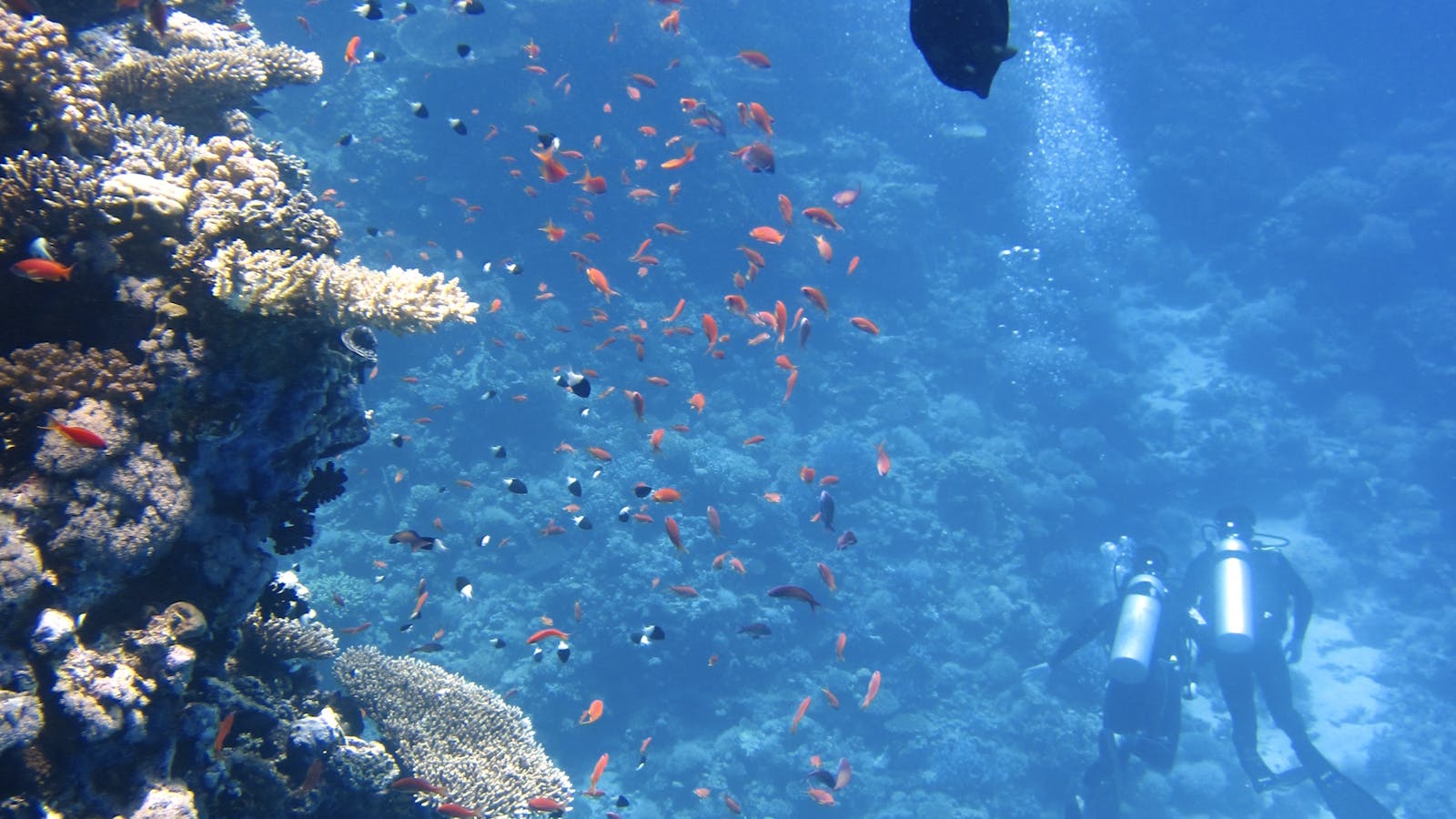 Diver exploring a coral reef in the Red Sea